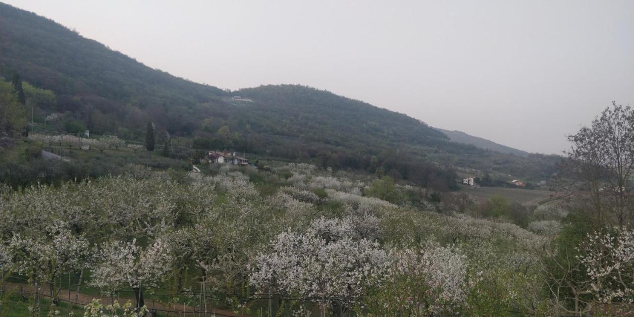 Agriturismo L'Albara - Wines, Pool & Spa Villaganzerla Экстерьер фото